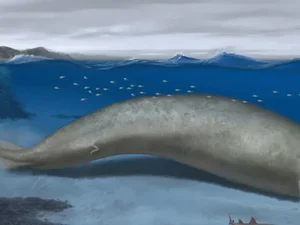 Baleia colossal descoberta no Peru pode ser o animal mais pesado de todos os tempos, aponta estudo