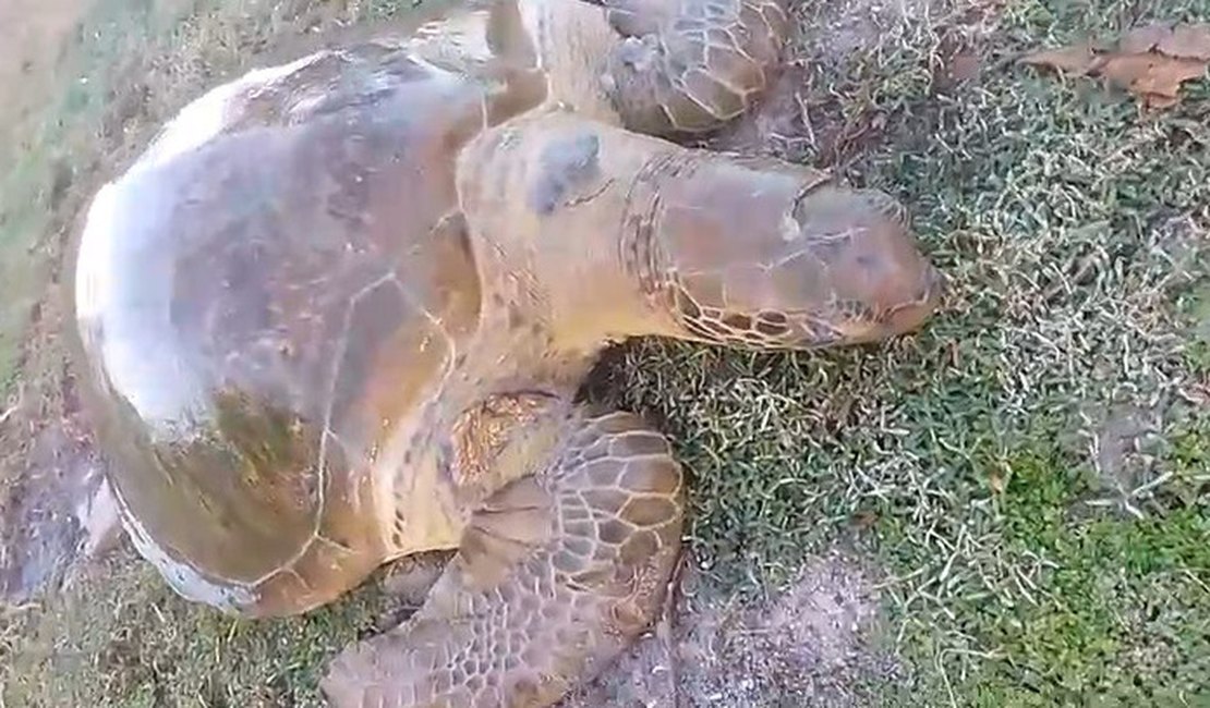 Tartaruga marinha com trauma na cabeça é encontrada às margens da Lagoa Mundaú
