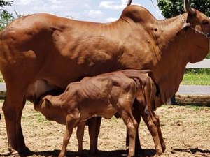 Polícia investiga desaparecimento de 27 animais de propriedade rural de Mata Grande