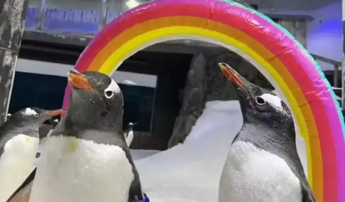 Pinguim famoso mundialmente por 'casamento gay' morre na Austrália - tragédia comove comunidade LGBT