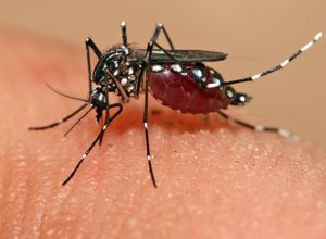 Governo Federal destina R$ 65 milhões para pesquisas sobre o vírus Zika