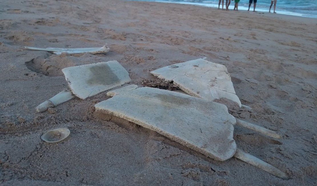 Ossada de tartaruga é encontrada em praia de Maragogi