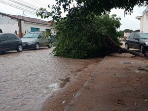 Chuva forte derruba árvore em Arapiraca