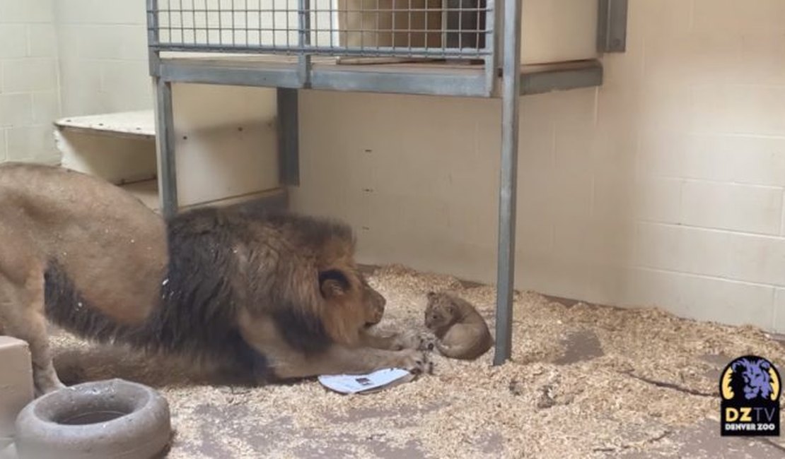 Leão se curva para conhecer seu filhote pela primeira vez
