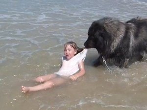 [Vídeo] Cão entra no mar e resgata neta do dono por achar que ela estava em apuros