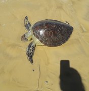 Tartaruga marinha é encontrada morta na praia do Pontal do Peba