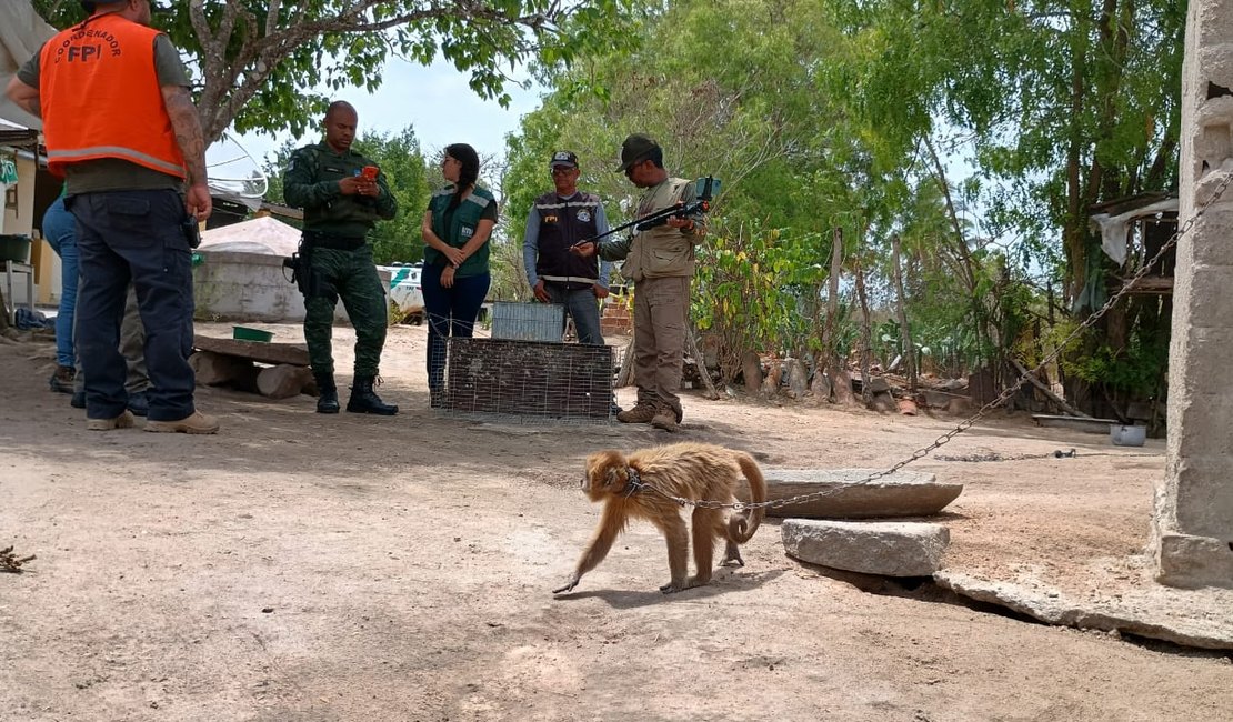 Ministério Público de Alagoas avança plano para proteção do Macaco-prego-galego