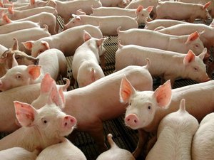 China autoriza importação de gordura de porco do Brasil
