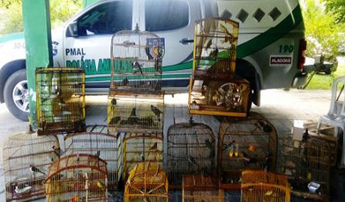 Polícia ambiental apreende 151 aves de feiras em Alagoas