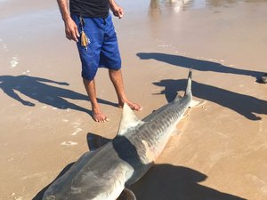 Tubarão Tigre é capturado por pescadores em Coruripe