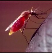 Exames de laboratórios privados indicam aumento de casos de dengue