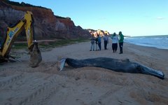 Duas baleias são encontradas mortas em praias do litoral de Alagoas