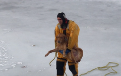 Bombeiros resgatam cachorro idoso de lago congelado nos EUA