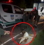 BPA resgata jacaré próximo a residências na Barra de Santo Antônio