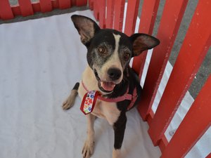 Projeto de adoção de animais é realizado no final de semana em shopping de Maceió