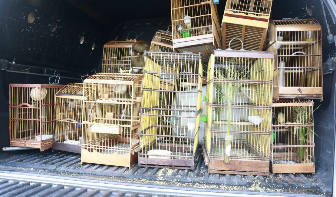 Maragogi: polícia encontra pássaros silvestres em cativeiro