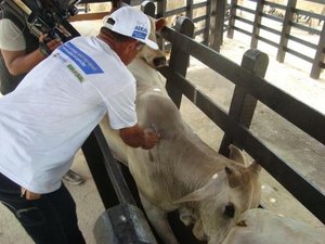 Vacinação contra a febre aftosa em Alagoas ultrapassa 96%