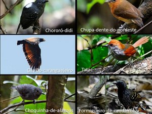 Exposição em Arapiraca alerta para a preservação de aves