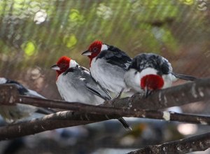 IMA convoca criadores amadores de aves nativas para regularização de pendências