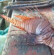 Peixe-leão: espécie invasora é encontrada por pescadores em Passo de Camaragibe