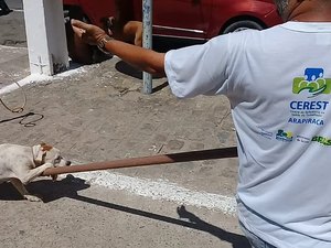 Pedestres são mordidos por pitbull em Arapiraca e Centro Zoonoses é acionado