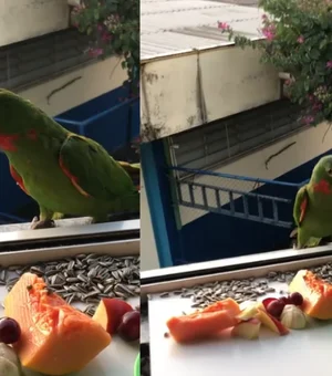 [Vídeo] Mulher faz janela de apartamento um refúgio para pássaros e viraliza com gesto de carinho