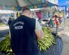 Procon Maceió divulga pesquisa de preços com itens juninos
