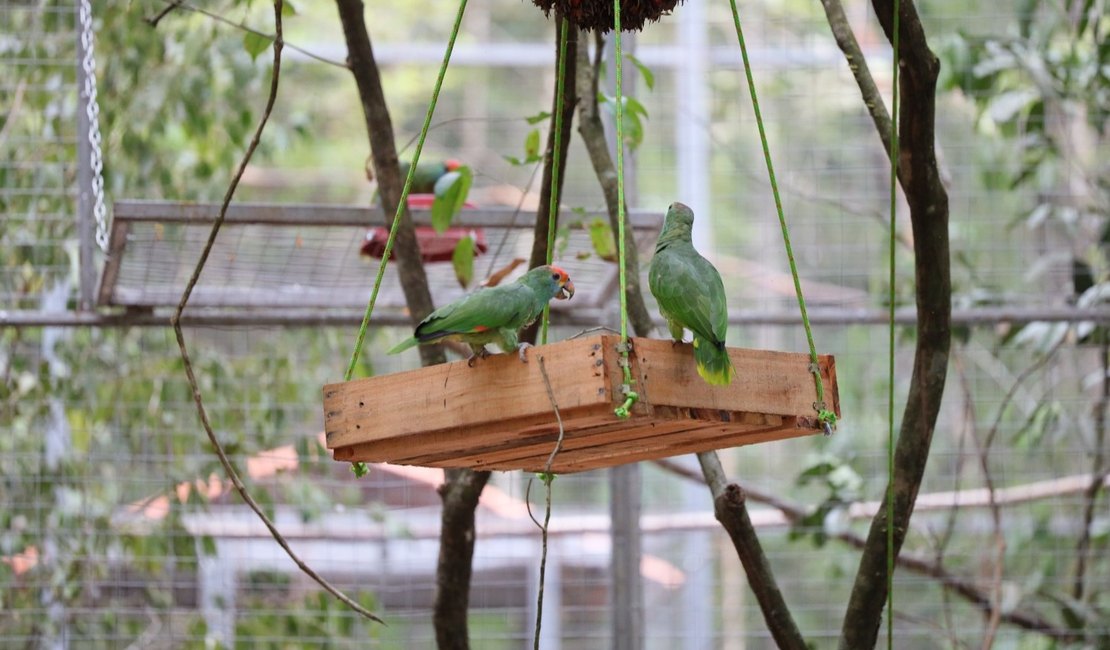 Papagaios Chauás serão transferidos para reserva ambiental do Rio Niquim