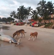 Golfinho morto é encontrado por banhistas em Marechal Deodoro