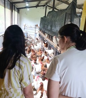 Escola de Campo de Arapiraca terá entreposto para limpeza e comercialização de ovos de galinha caipira
