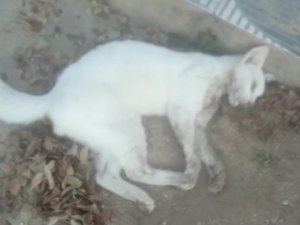 Comunidade fica revoltada com matança de gatos em Arapiraca