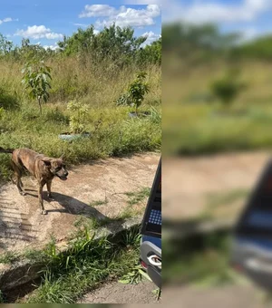 Homem de 68 anos é preso em flagrante por estuprar cachorro no DF