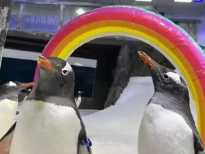 Pinguim famoso mundialmente por 'casamento gay' morre na Austrália - tragédia comove comunidade LGBT