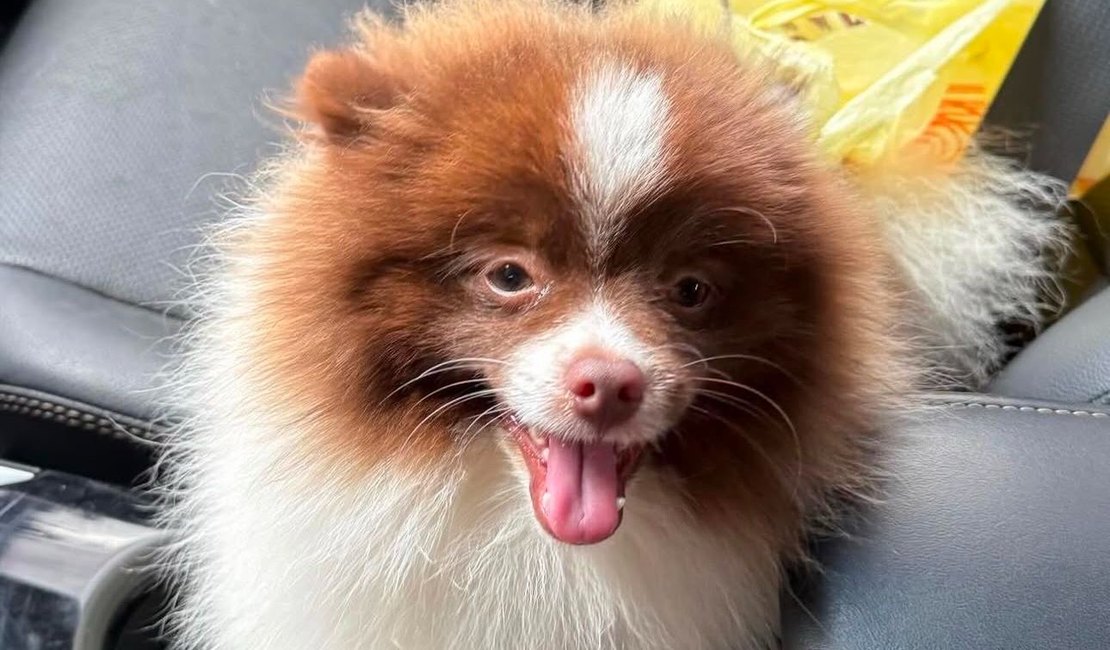 Cachorrinho da raça Lulu da Pomerânia desaparece no bairro Baixão