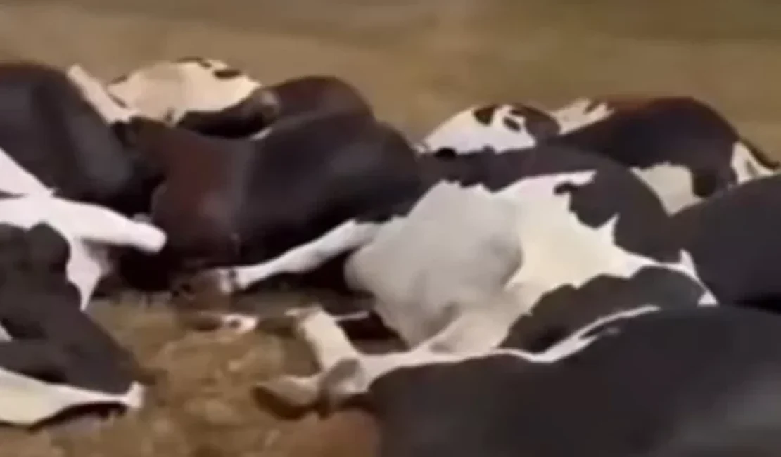 Queda de fio elétrico mata 27 vacas em fazenda de Batalha