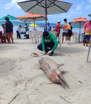 Golfinho com marcas de mordidas de tubarão encalha morto na Praia do Francês