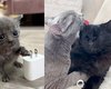 Gata micro sobrevive e forma amizade linda com gatinha que perdeu os olhinhos