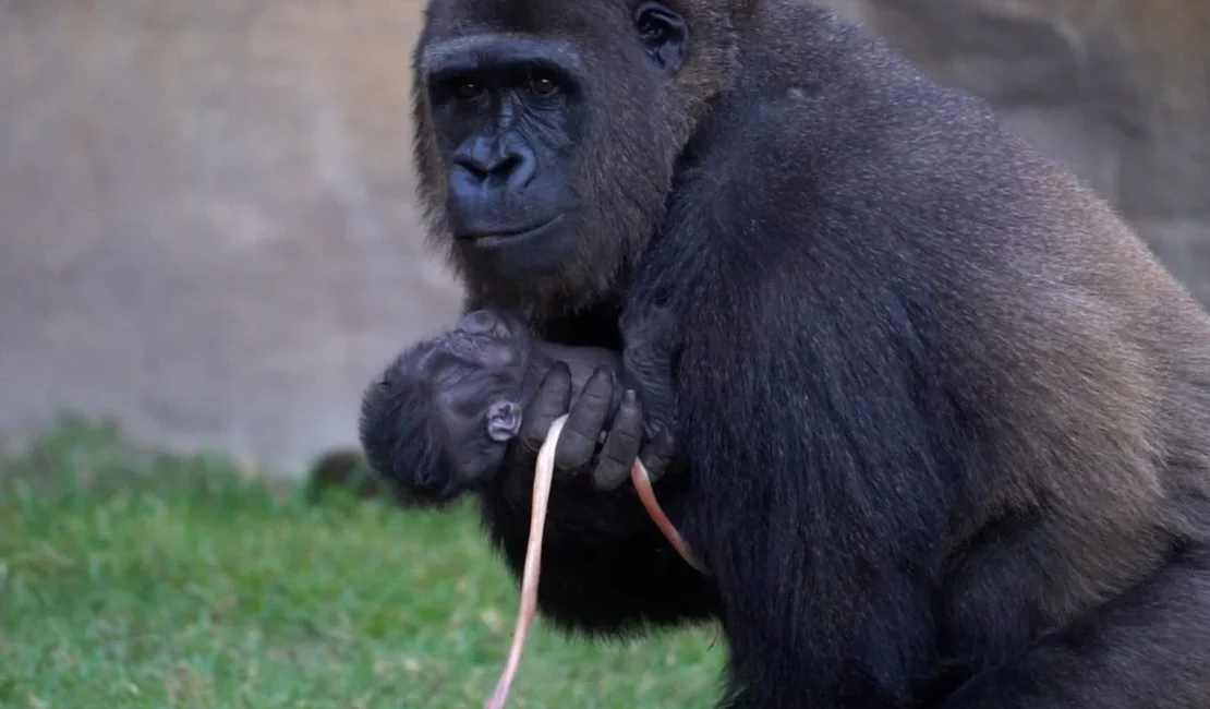 Filhote de gorila nasce à luz do dia diante de visitantes na Espanha