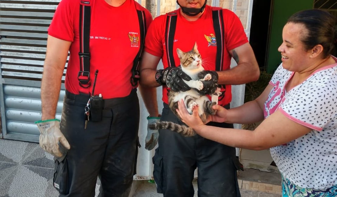 [Vídeo] Bombeiros resgatam gato preso entre paredes em União dos Palmares