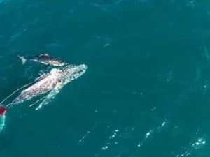 Tubarão é filmado 'afogando' enorme baleia em ataque assustador