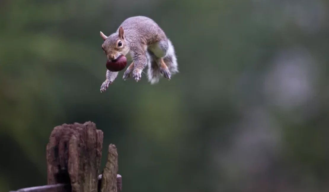 Esquilos fazendo parkour são a nova sensação da internet