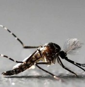 Cinquenta cidades em Alagoas podem ter surto de dengue, zika e chikungunya