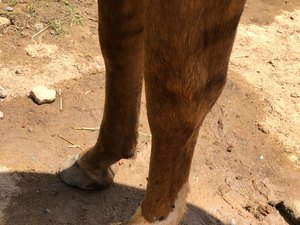 Comissão analisa projeto que aumenta pena para maus-tratos a animais