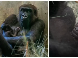 Gorila que todos pensavam ser macho dá à luz filhote em zoológico nos EUA