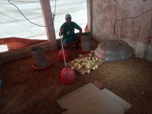 Porto de Pedras investe em avicultura para gerar renda