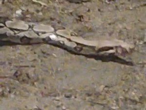 [Vídeo] Cobra de grande porte chama atenção de visitantes no Bosque das Arapiracas