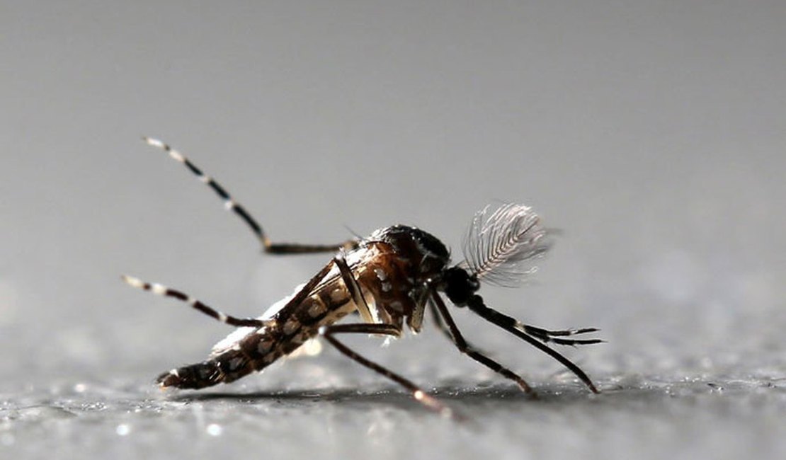 Cidade do interior de SP inicia liberação de Aedes geneticamente modificado