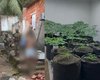 Polícia estoura laboratório usado para cultivo e refinamento de maconha em Maceió
