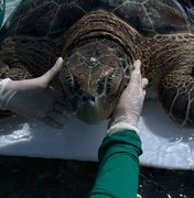 Tartaruga-verde é encontrada presa em curral de pesca na Praia de Ipioca