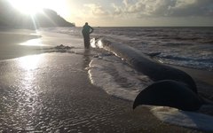 Baleia encalhada permanece viva e debilitada na Barra de Santo Antônio